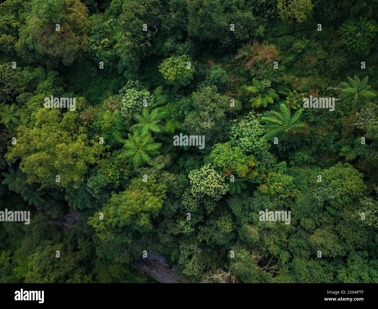 Aerial view of a lush green forest with dense trees and vegetation ...