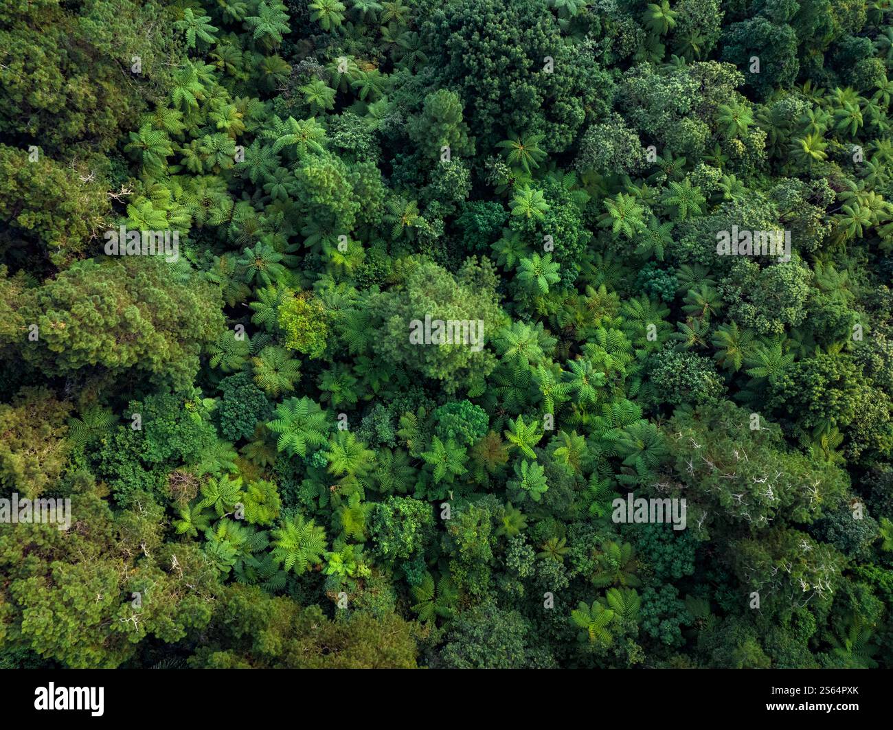 Aerial view of a lush green forest with dense trees and vegetation ...
