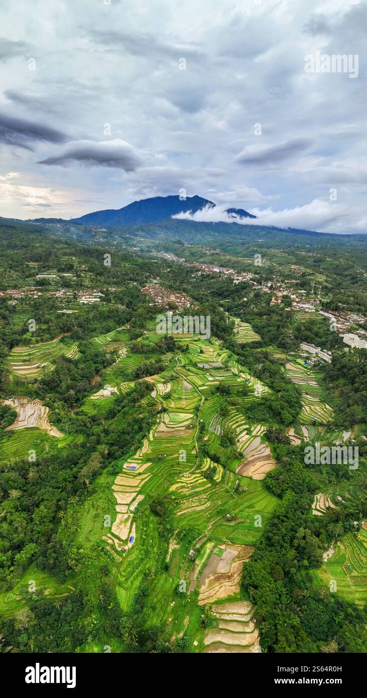 Aerial view of a lush green forest with dense trees and vegetation ...