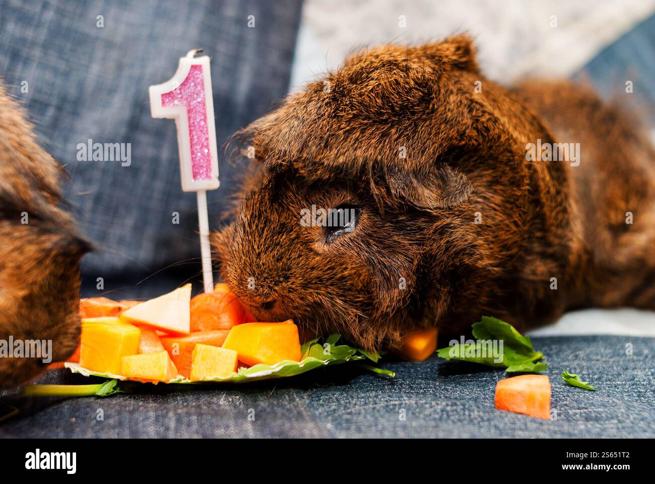 Brown Peruvian guinea pig eating fruit from plate with festive birthday ... - Guinea Pig Fresh Fruit Platter Ideas