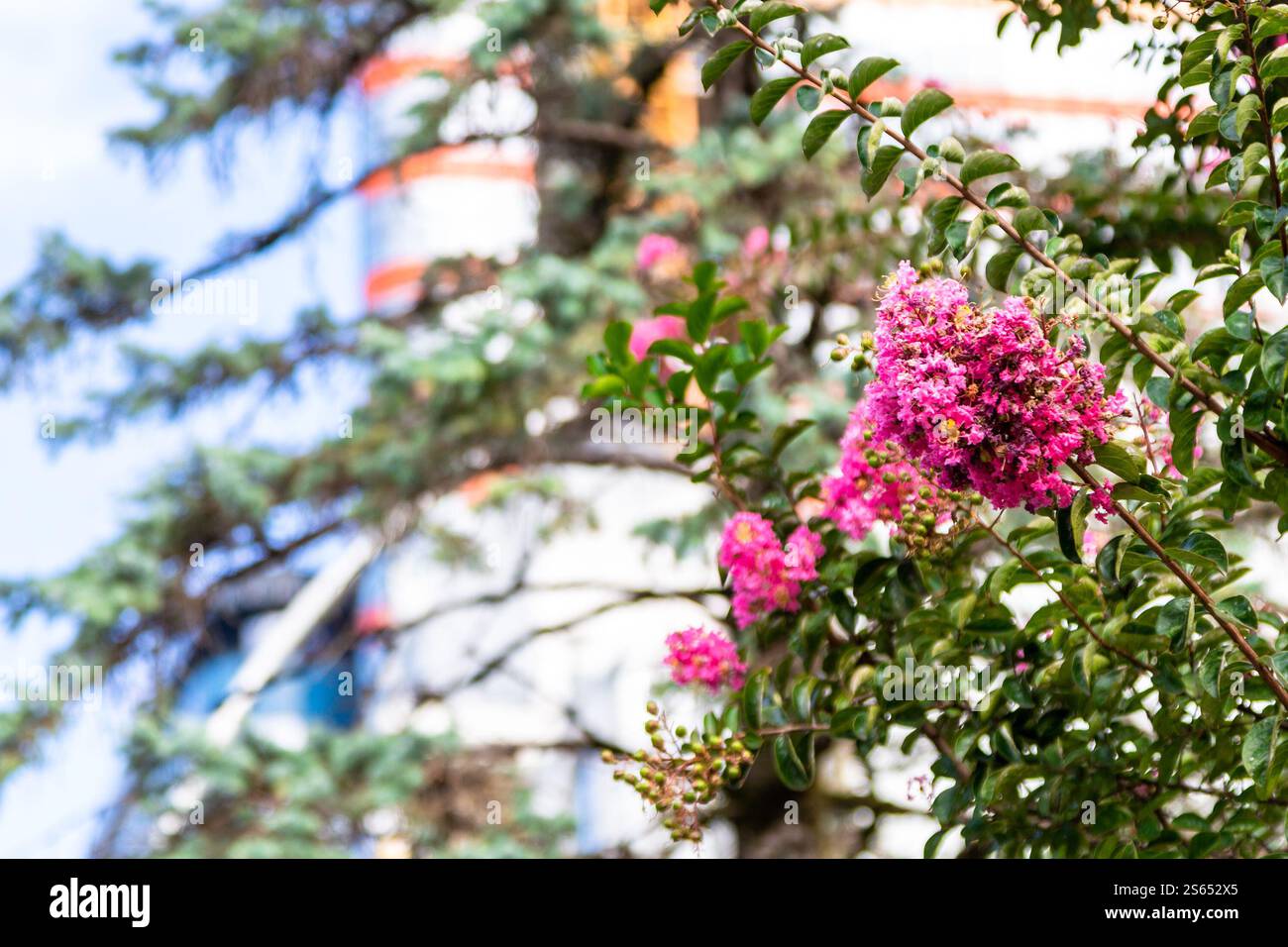 travel to Georgia - pink blossoms of Lagerstroemia on green twigs and high-rise apartment building on background in Batumi city on autumn day Stock Photo