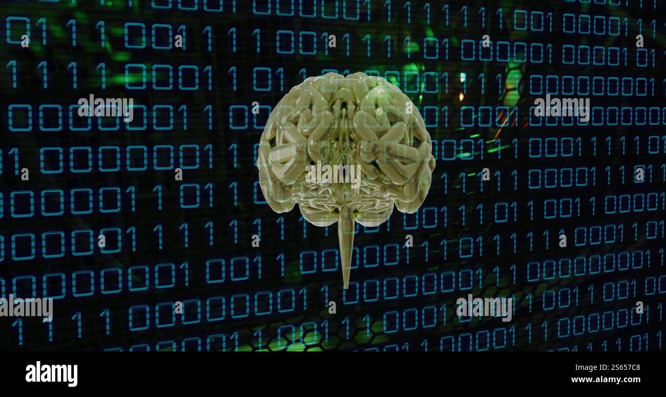 Image of human brain and binary coding data processing over computer servers Stock Photo