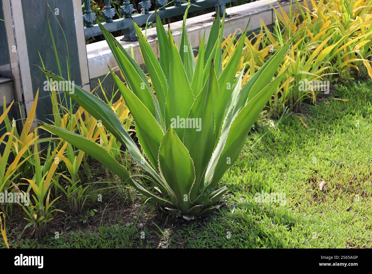 pics of tiger lily flowers Lilium lancifolium Splendens (Tiger Lily)