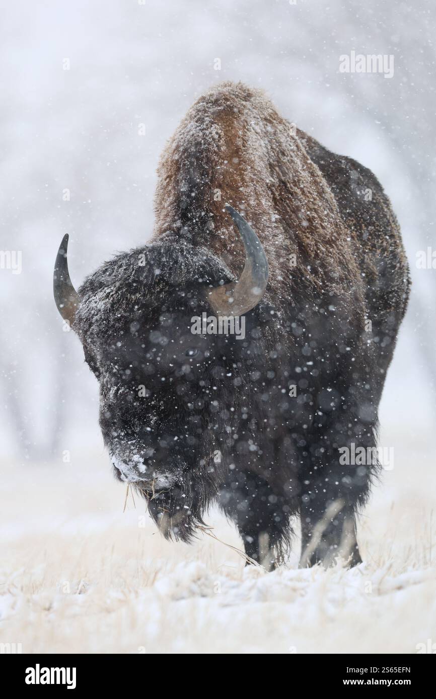 Buffalo snow hi-res stock photography and images - Alamy