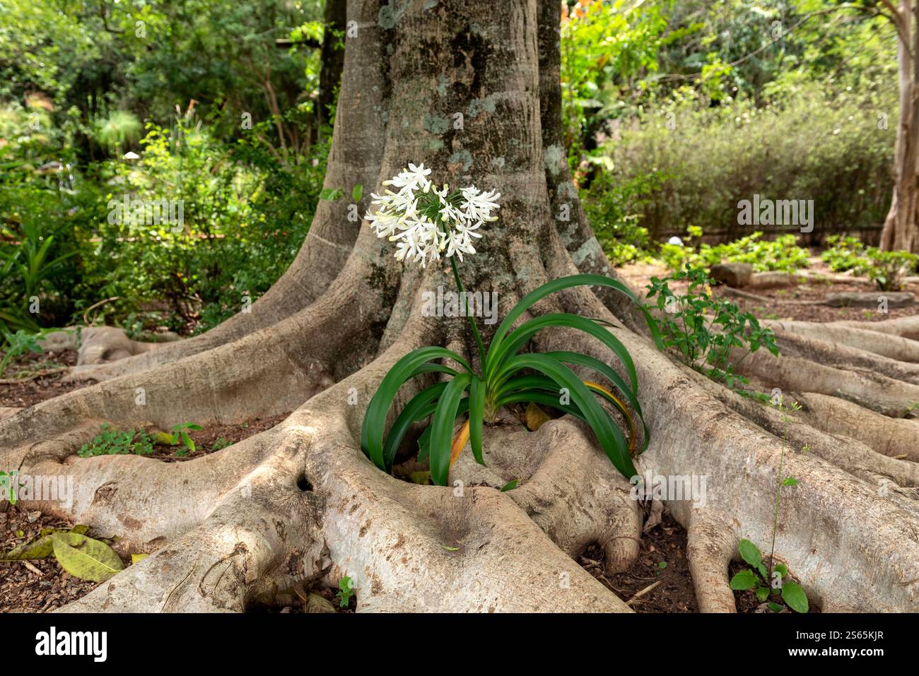 Tree roots growing among hi-res stock photography and images - Alamy