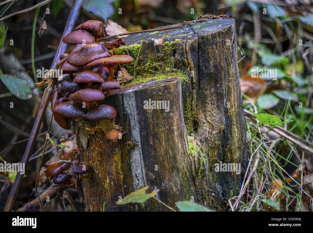 Mushrooms growing on a tree stump Stock Photo - Alamy