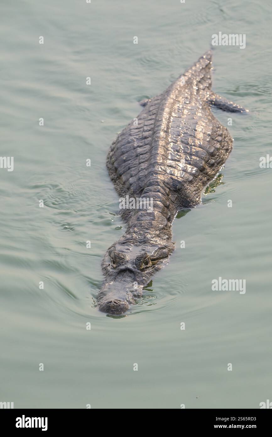 Spectacled caiman (Caiman crocodilus yacara), Crocodile (Alligatoridae ...