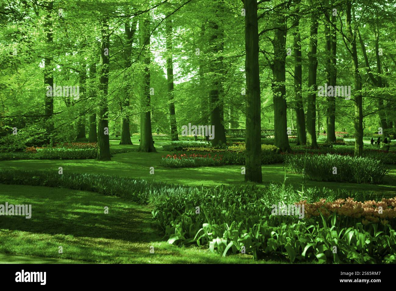 Lush greenery view hi-res stock photography and images - Alamy