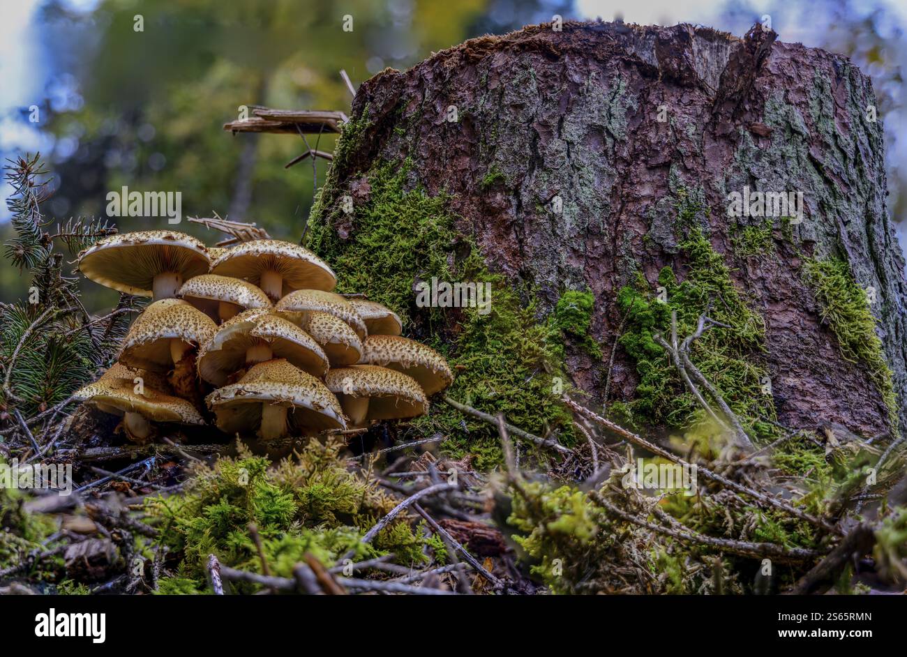 Mushrooms growing between moss on a tree stump Stock Photo