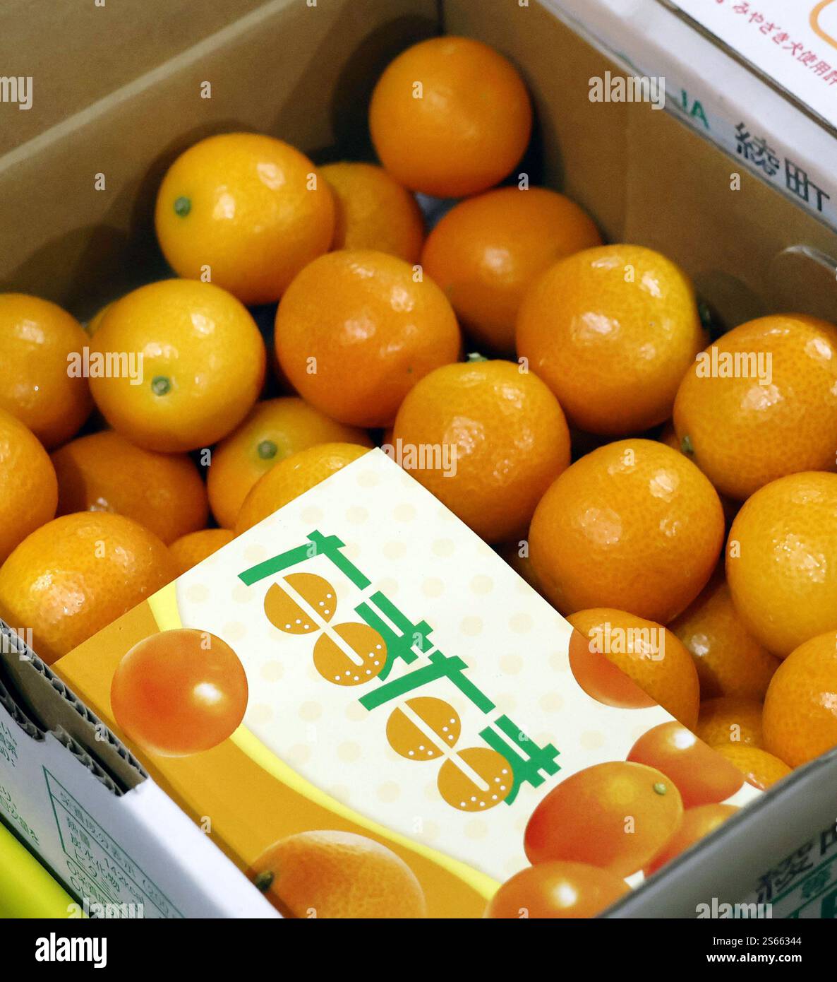 Fully ripe "Tamatama" brand kumquats are prepared for the season's