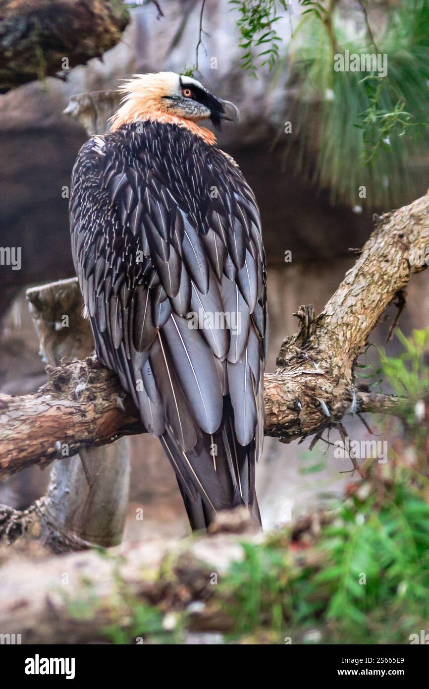 A Large Bird With A Black And White Tail Is Perched On A Tree Branch a-large-bird-with-a-black-and-white-tail-is-perched-on-a-tree-branch