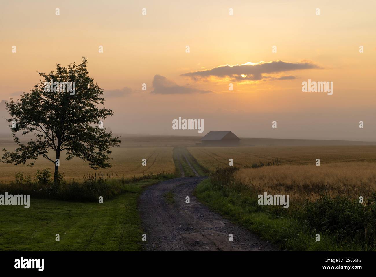 Soft misty morning sun and a barn in July in Tenhola, Raasepori, southwestern Finland Stock Photo