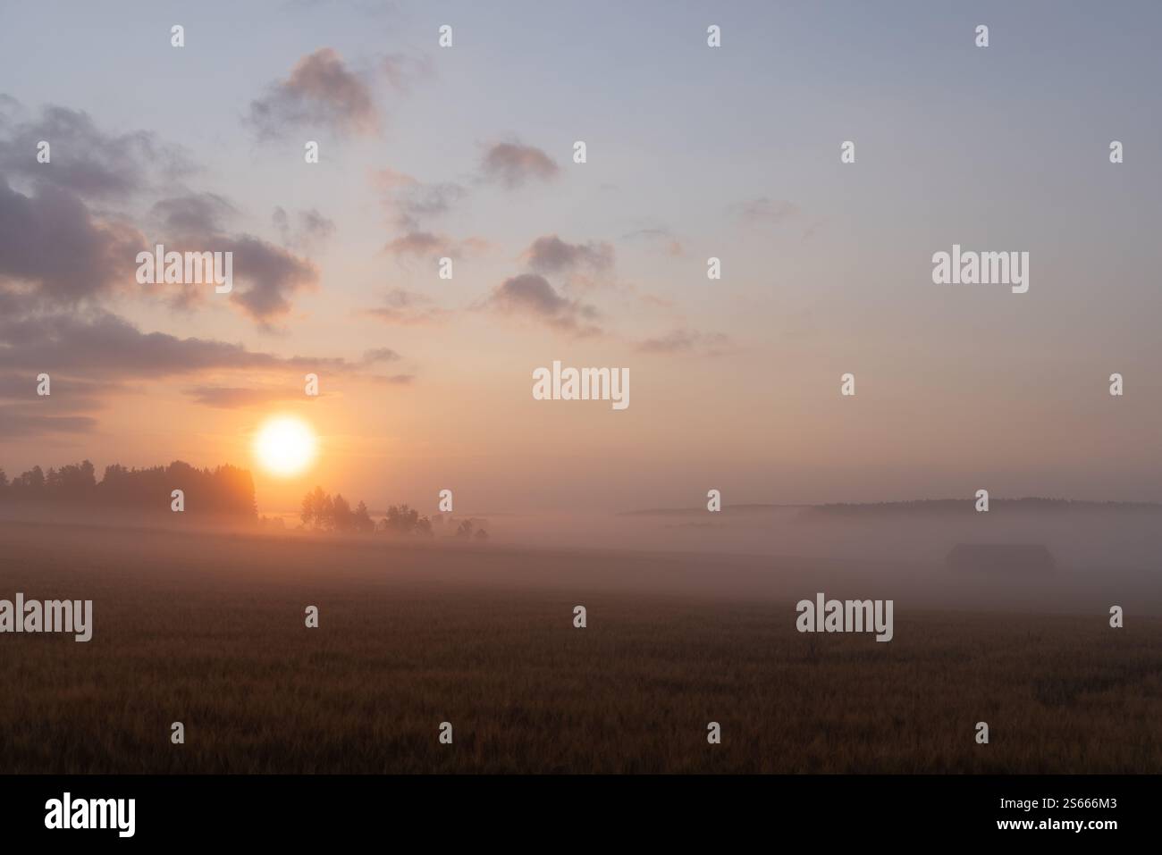 Soft misty morning sun and a barn in July in Tenhola, Raasepori, southwestern Finland Stock Photo