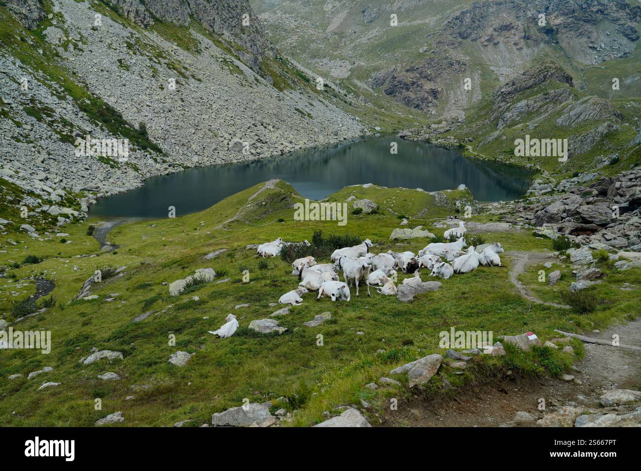 Pastures with cows,Lago Fiorenza,Parco Monviso, Monviso Nature Park, Cuneo Nature Reserve,Cottian Alps Stock Photo
