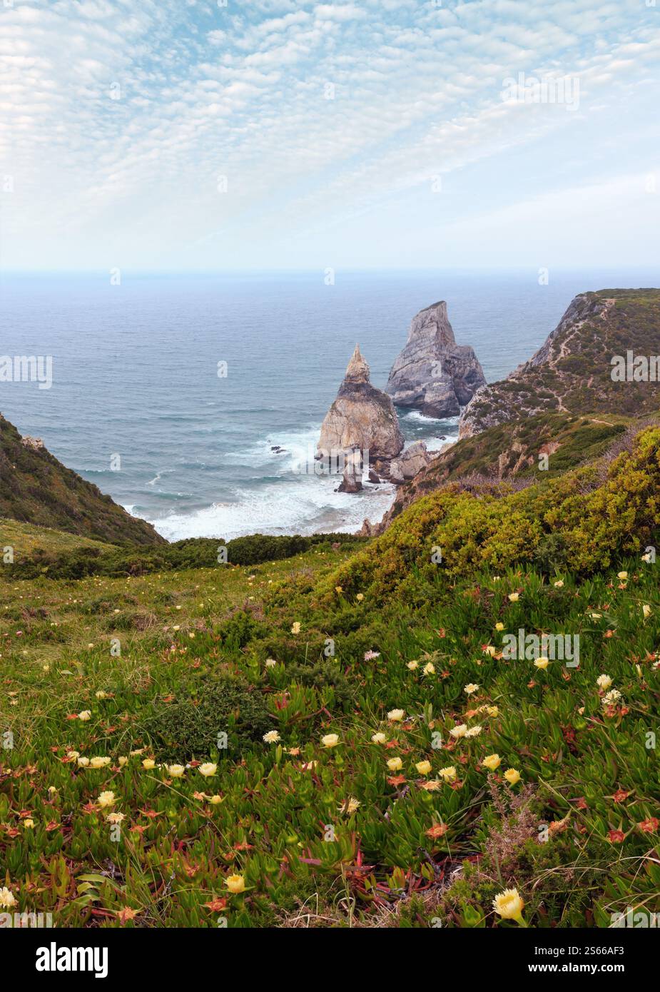 Summer blossoming Atlantic ocean coast (granite boulders and sea cliffs ...