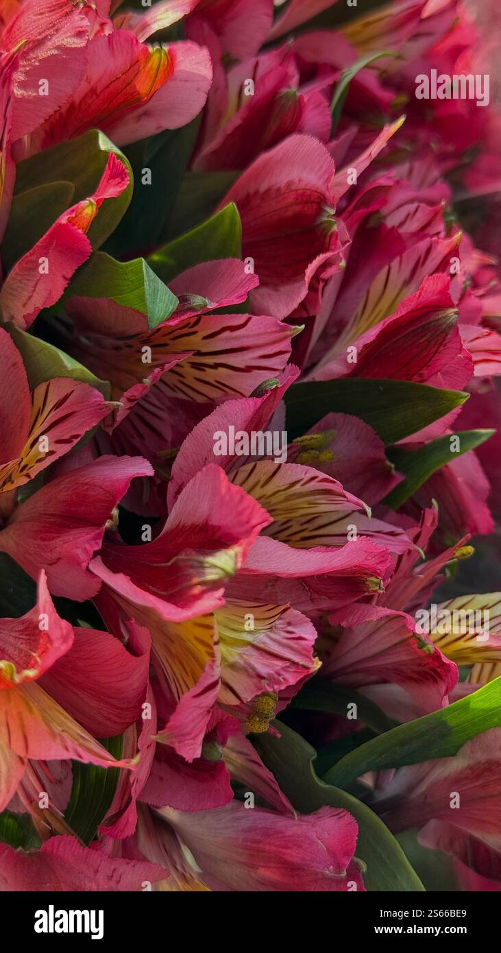 aesthetic spring bouquet - Smartphone Captured Stock Image