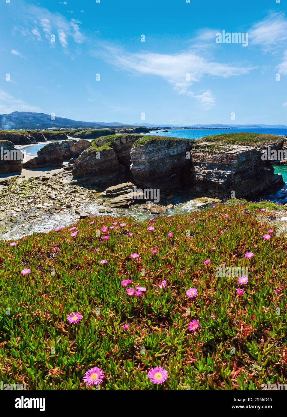 Summer blossoming Atlantic coastline landscape with pink flowers (Islas