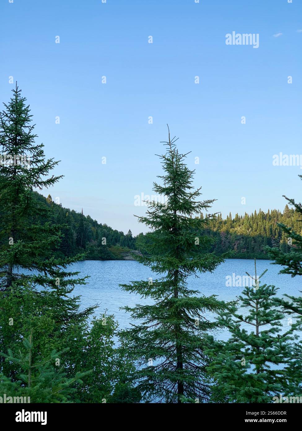 summer Canadian forest with lake view - Smartphone Captured Stock Image