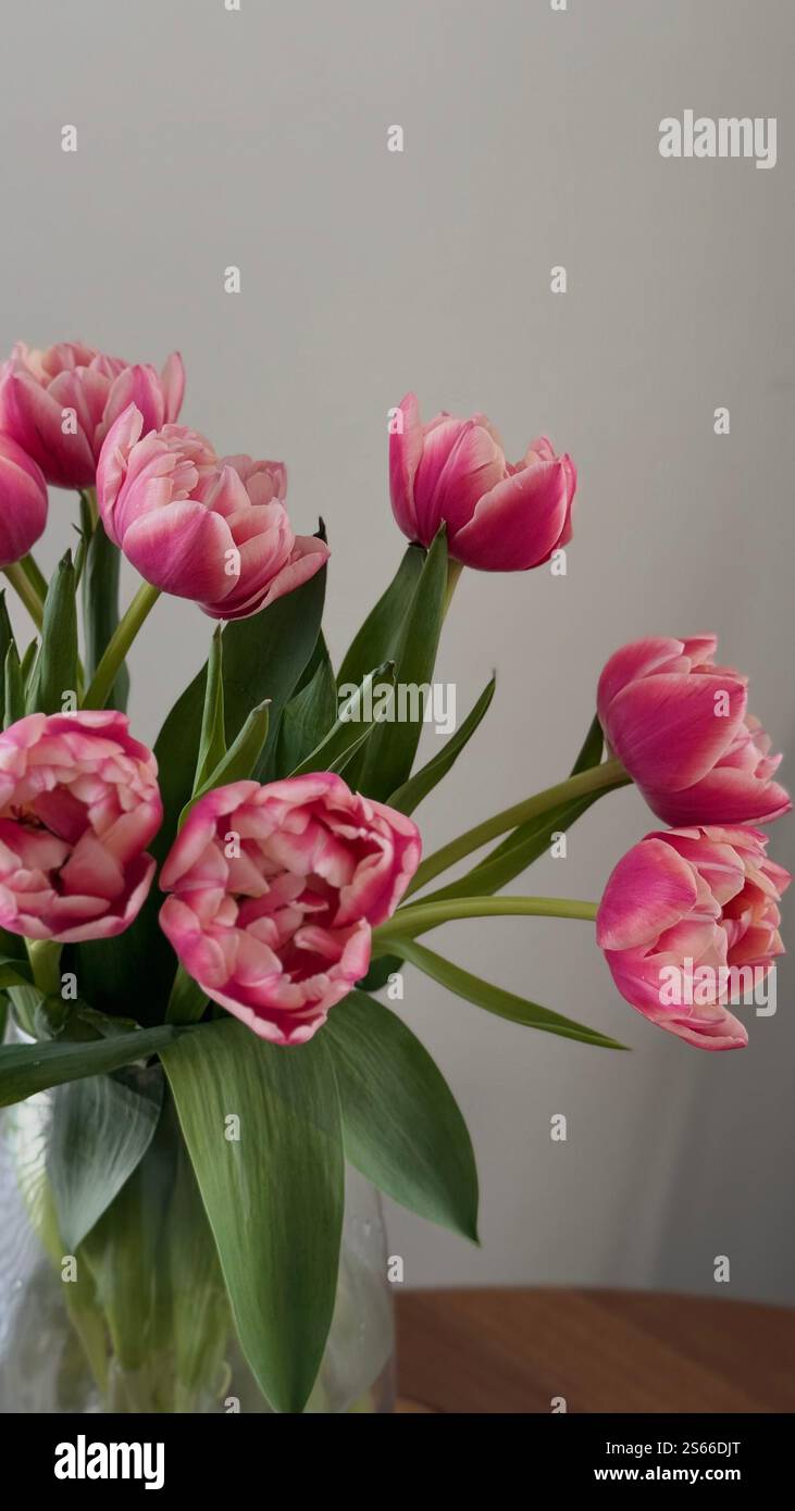 Natures perfect masterpiece aesthetic pink Peony Tulips bouquet - Smartphone Captured Stock Image
