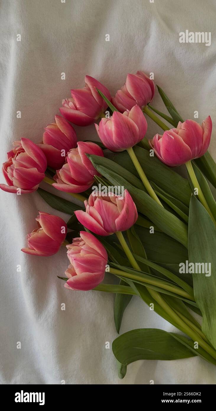 Natures perfect masterpiece aesthetic pink Peony Tulips bouquet - Smartphone Captured Stock Image