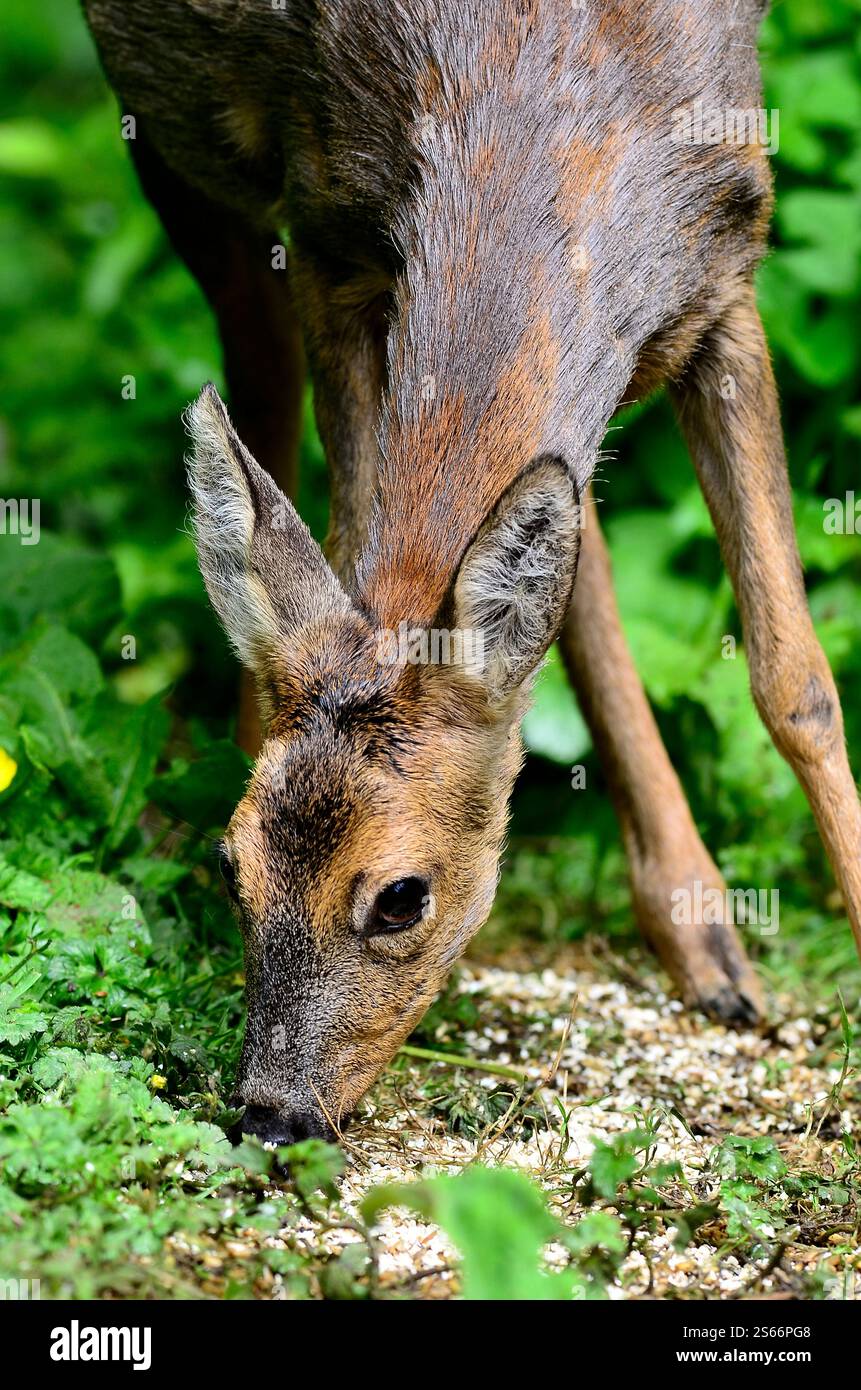 Roe doe deer uk hi-res stock photography and images - Alamy