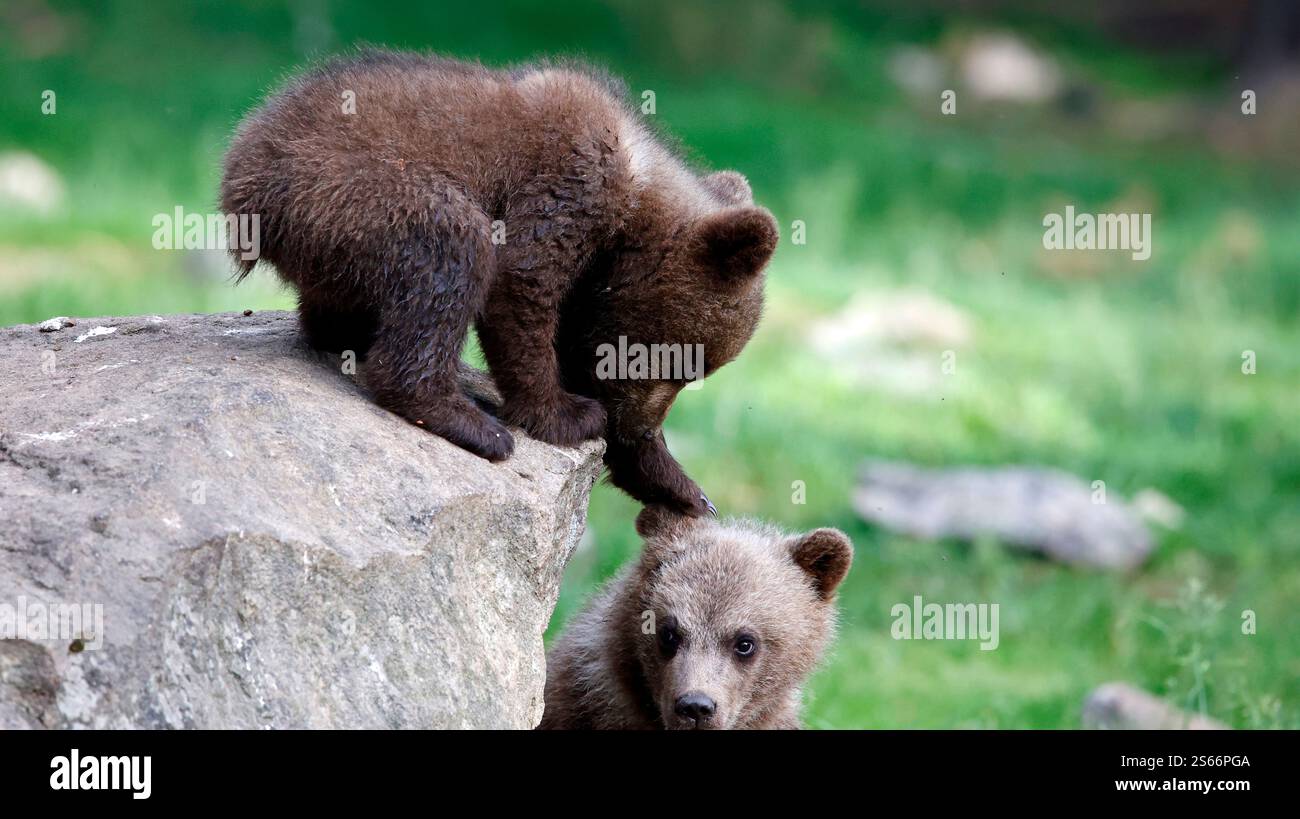 Vorlage: Brown bear cubs in Finland Stock Photo - Alamy Brown bear cubs in Finland Stock Photo - Alamy Motiv