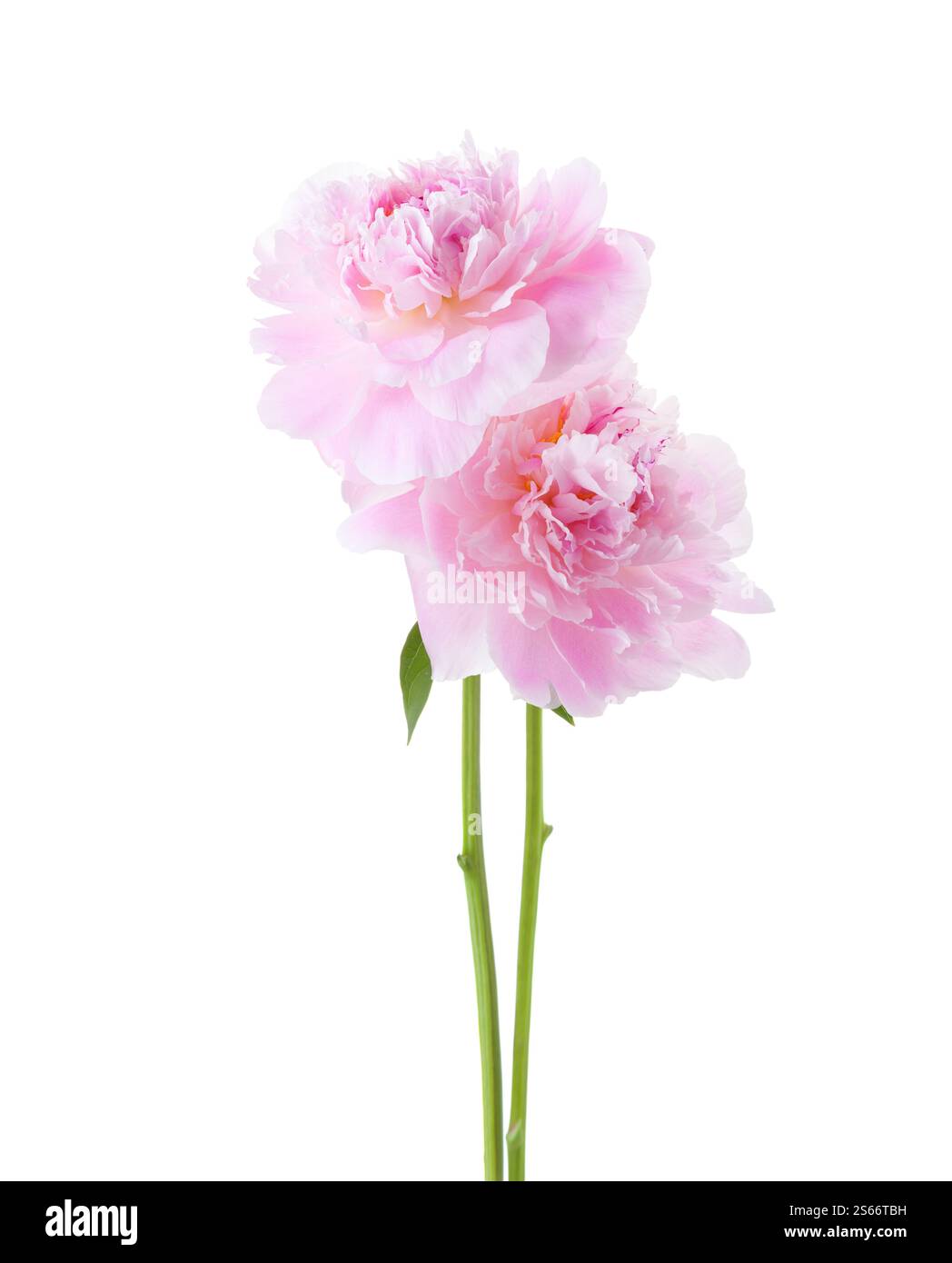 Two light  pink Peonies  isolated on white background. Stock Photo