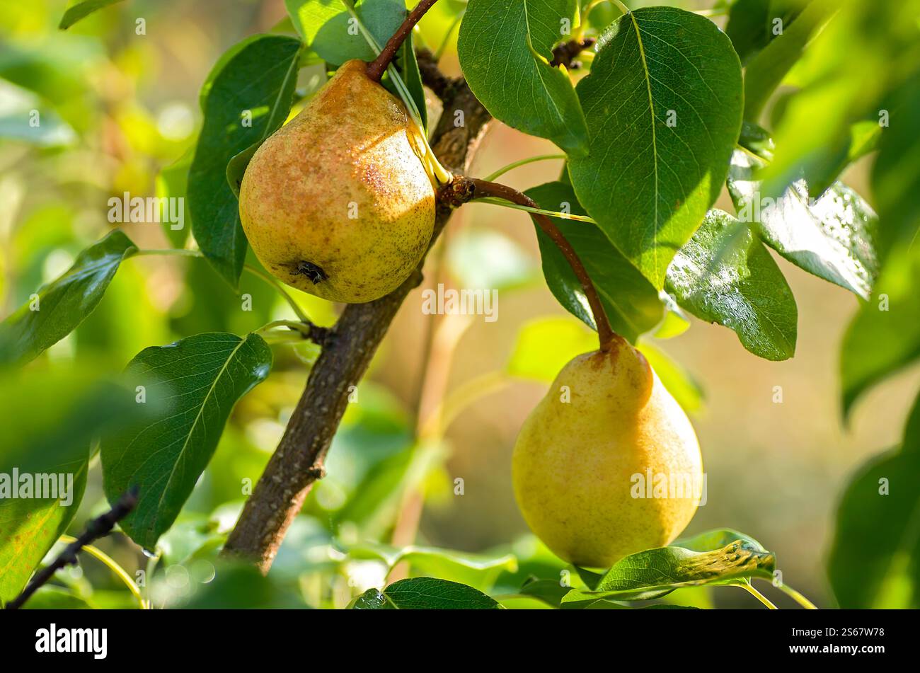 Close-up of ripe yellow pears hanging on a tree branch, surrounded by green leaves. Close up. Stock Photo