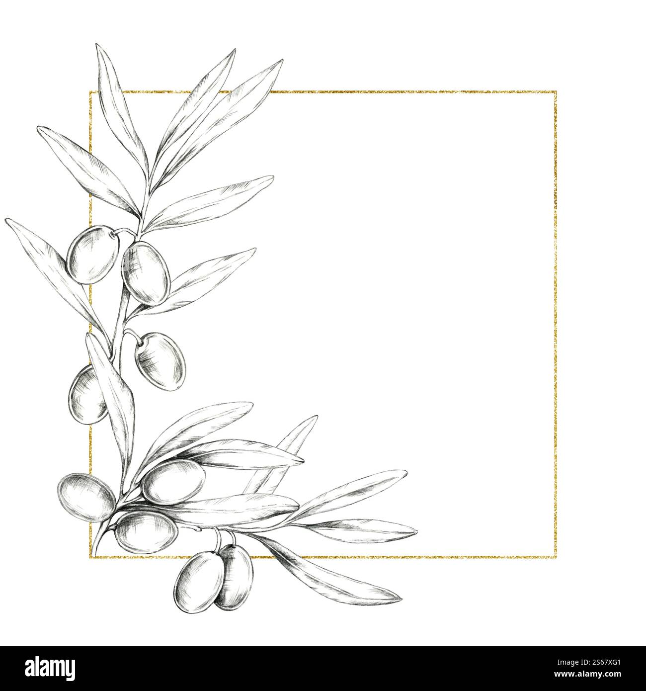 Square frame bordered by pencil-drawn olive branches and leaves with ...