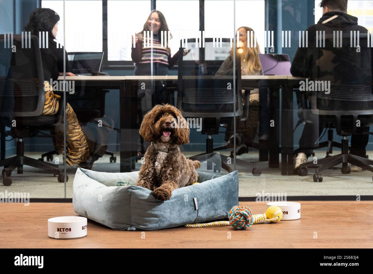 EDITORIAL USE ONLY Ronnie, a Cockapoo relaxes at an innovative canine
