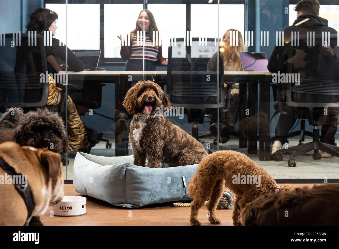 EDITORIAL USE ONLY Ronnie, a Cockapoo relaxes at an innovative canine