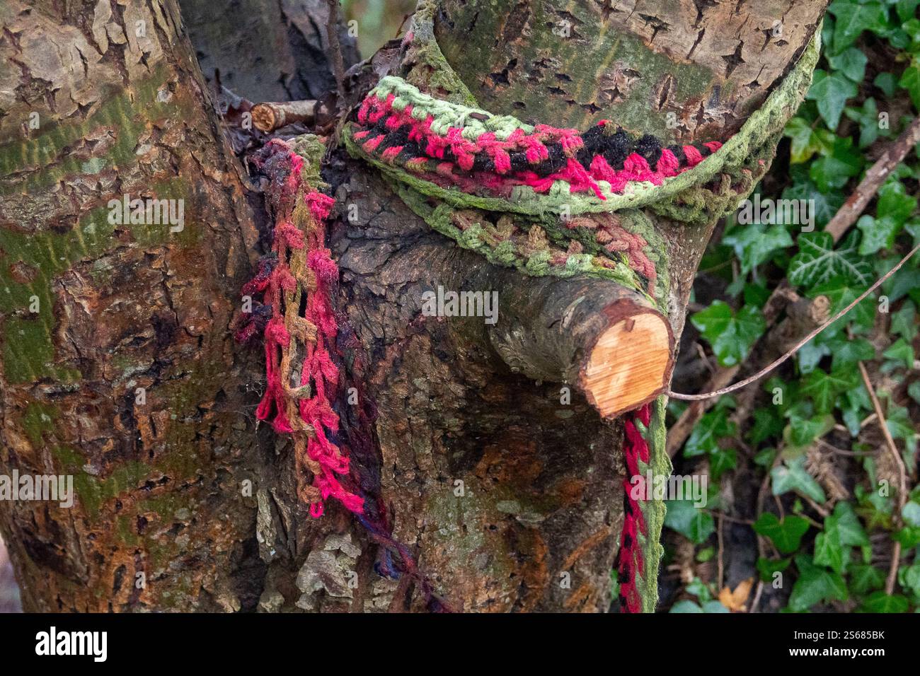 Wendover, UK. 16th January, 2025. A knitted scarf wrapped around a tree by tree protectors next to the HS2 site in Wendover. HS2 have destroyed thousands of trees across the Chilterns which is an Area of Outstanding Natural Beauty. Credit: Maureen McLean/Alamy Live News Stock Photo