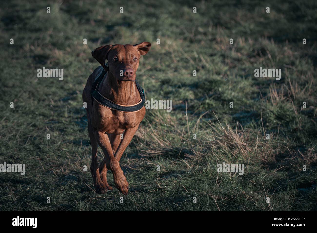 Brown rhodesian ridgeback hi-res stock photography and images - Alamy