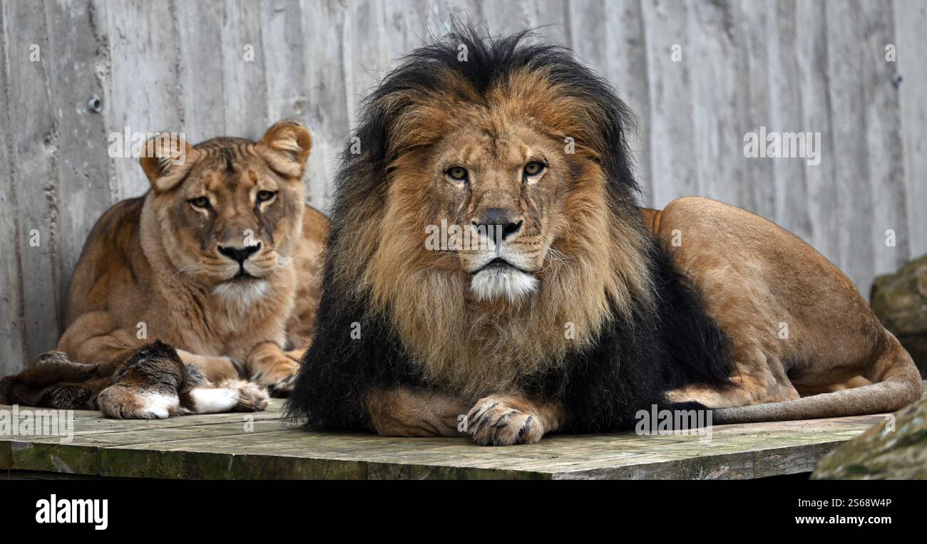Aslam R 16 January 2025, Thuringia, Erfurt: The lions Aslam (r) and Bastet (l ...