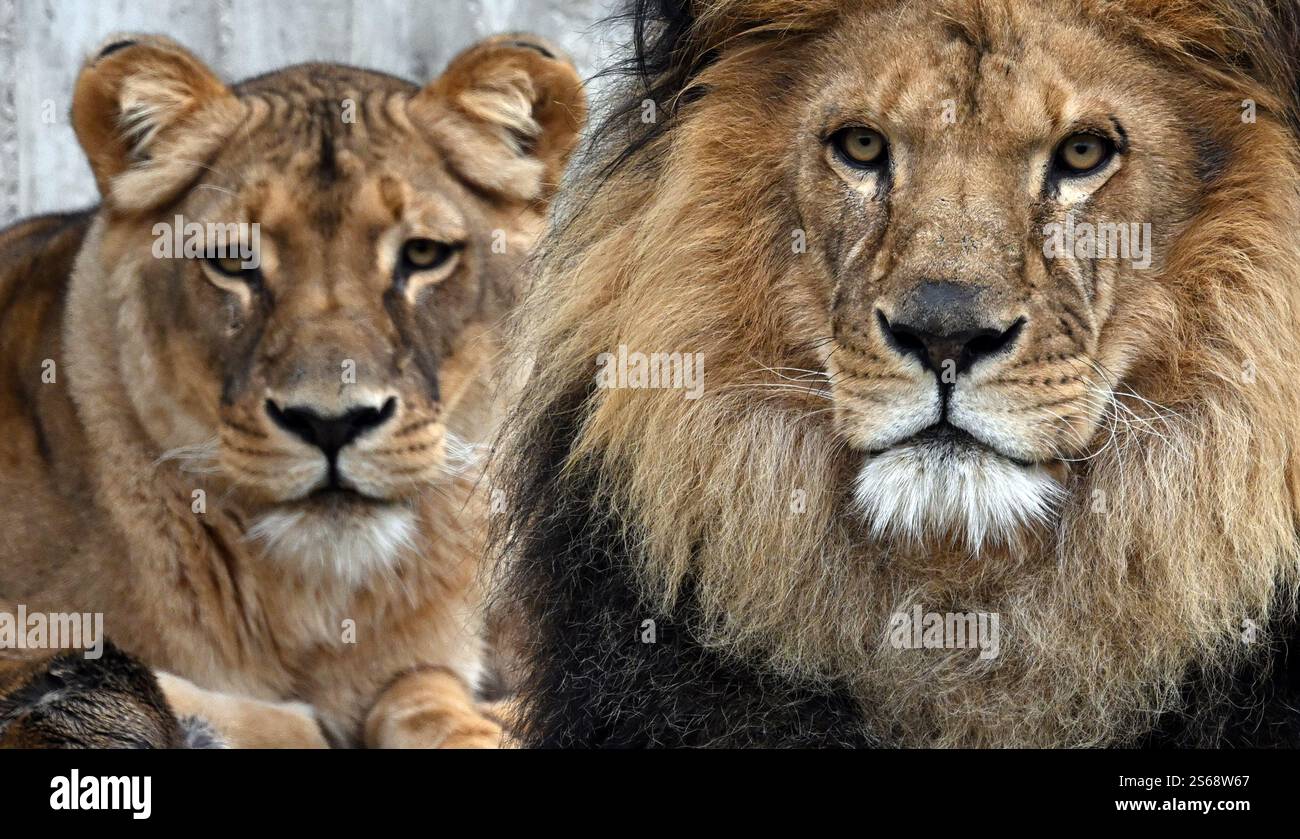 16 January 2025, Thuringia, Erfurt: The lions Aslam (r) and Bastet (l ...