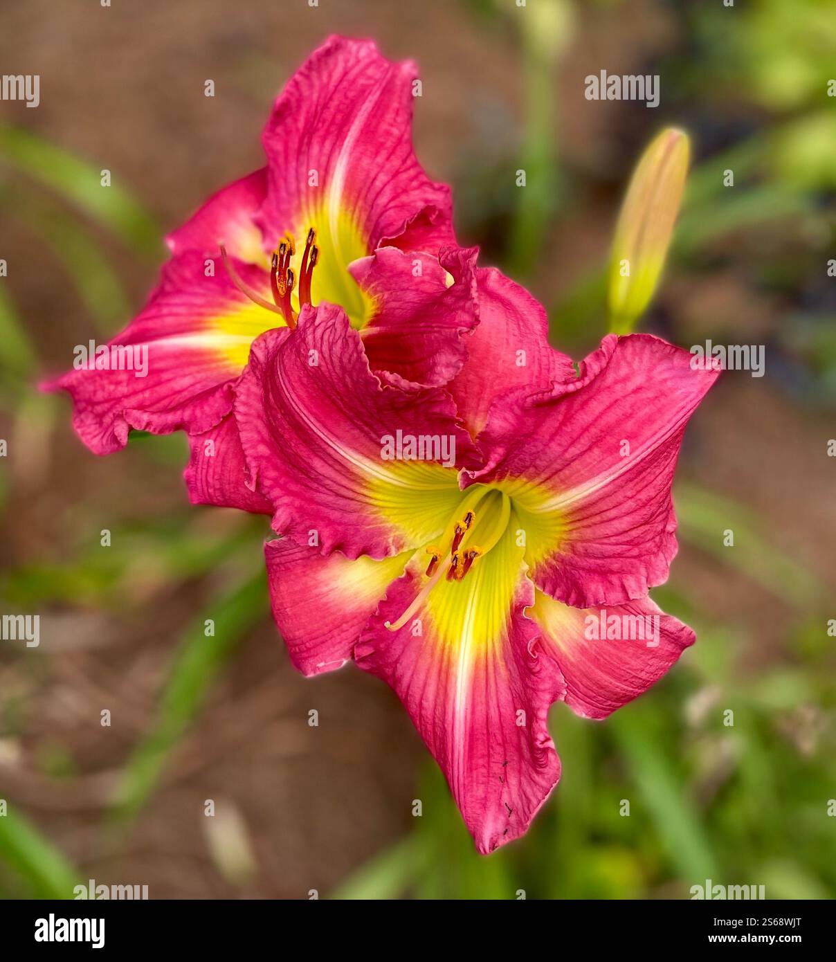 In the garden - Smartphone Captured Stock Image