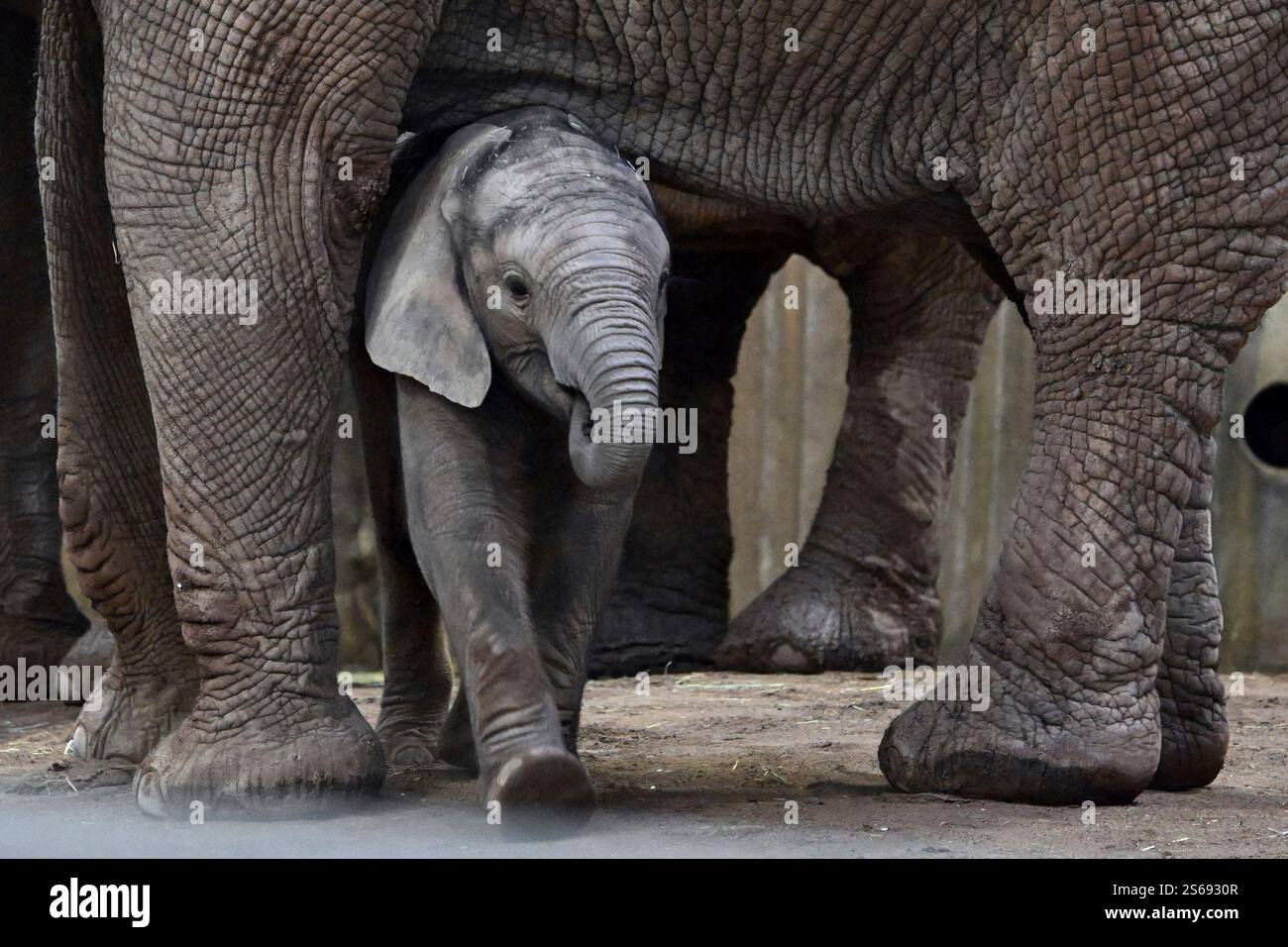 bilder von roter elephant erfurt