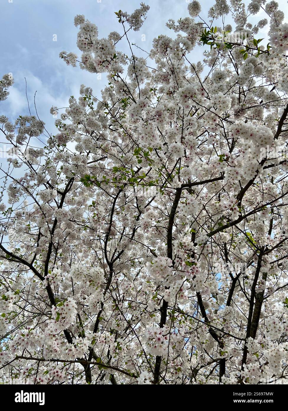 Blooming Cherry Tree - Smartphone Captured Stock Image