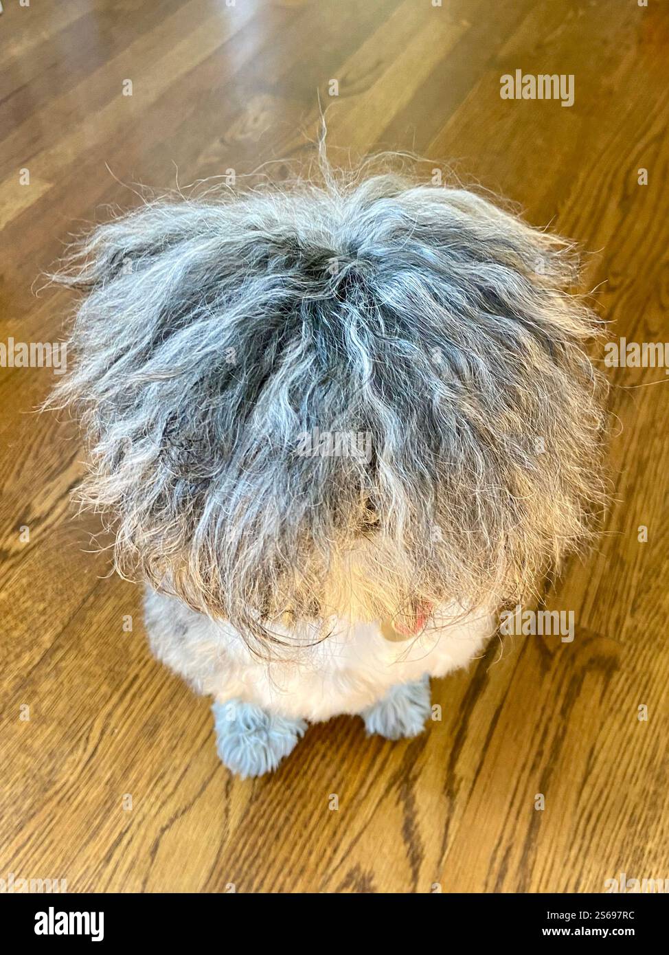 shih tzu has a bad hair day - Smartphone Captured Stock Image