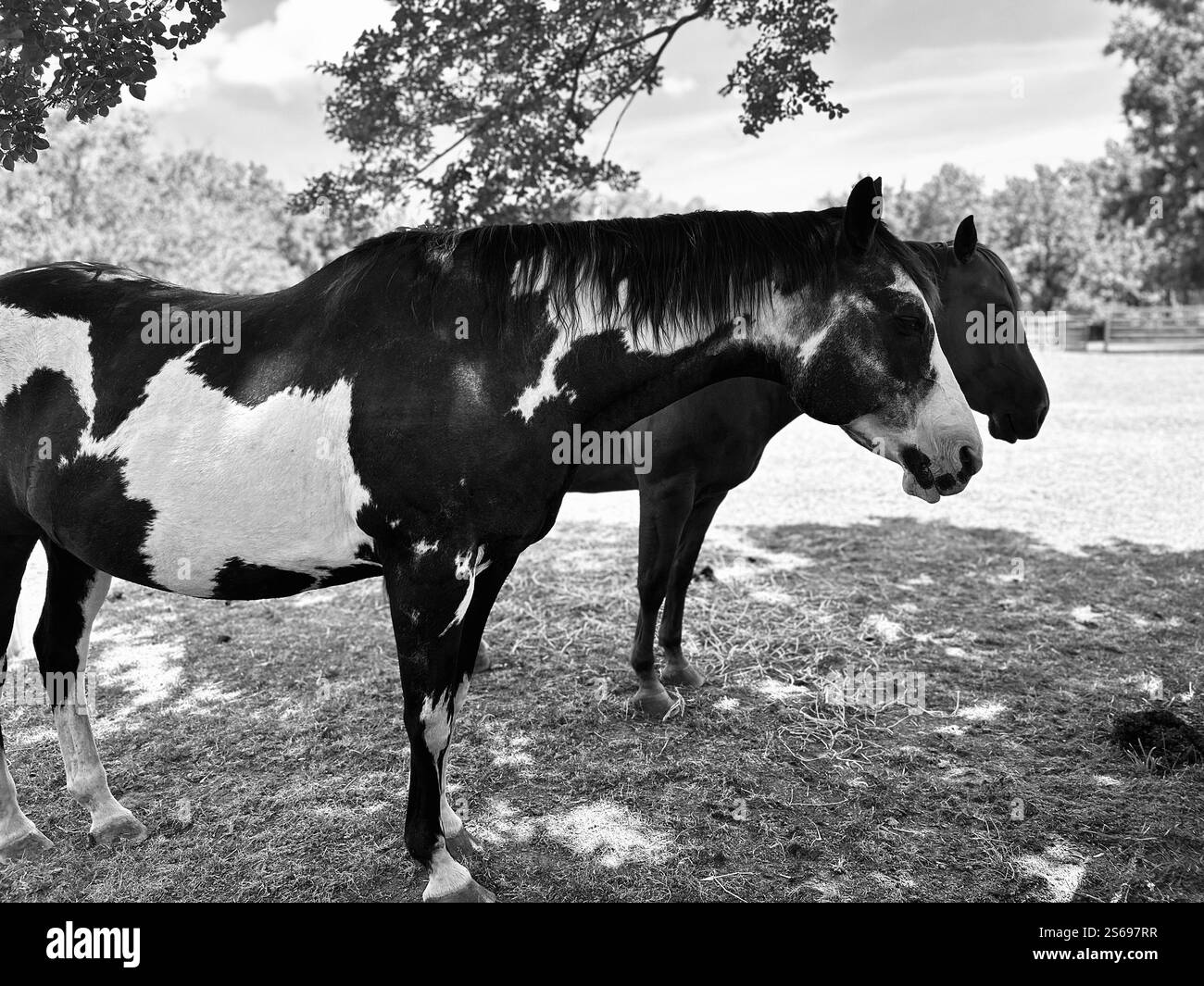 Horses on the farm - Smartphone Captured Stock Image