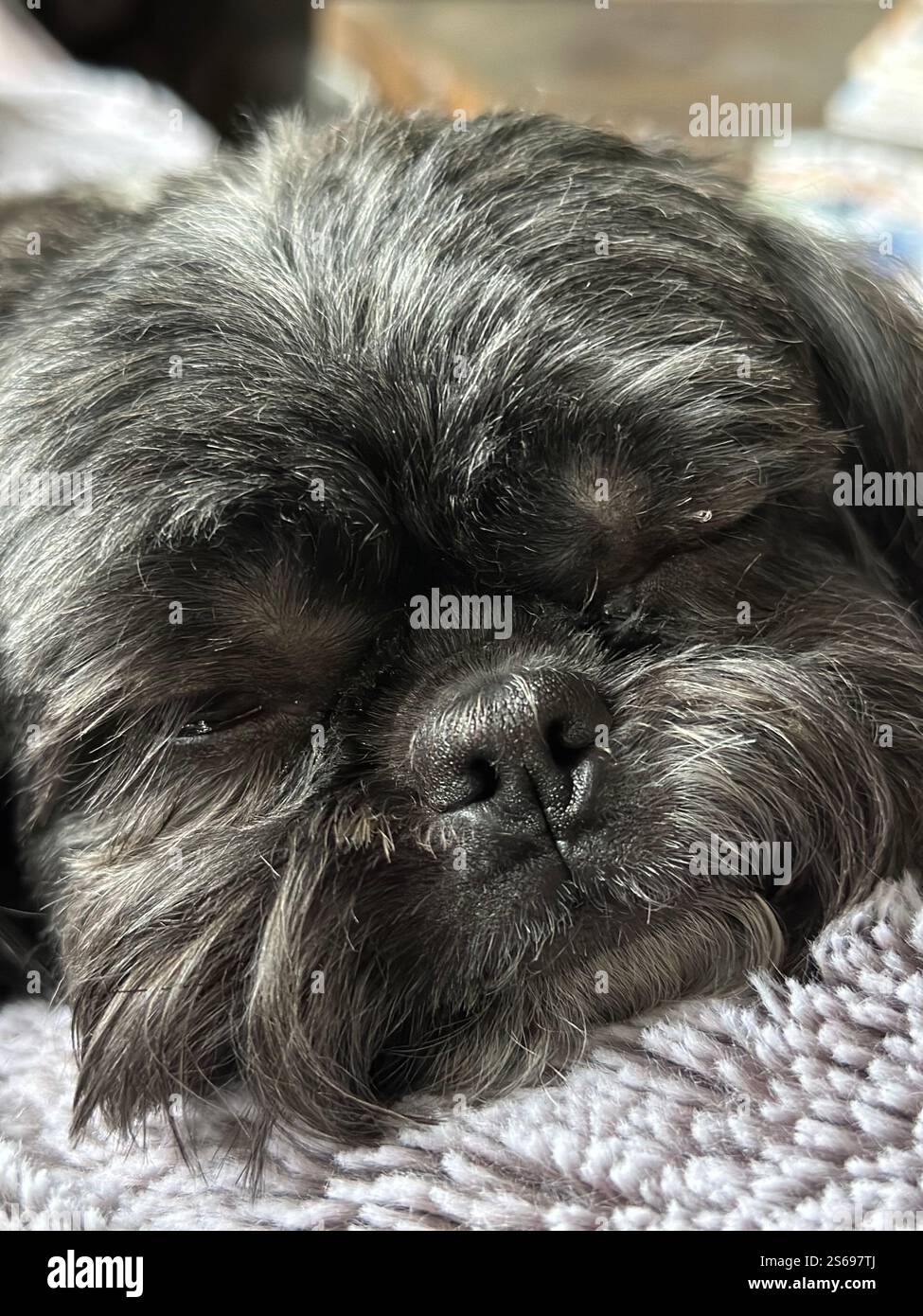 sleeping shih tzu - Smartphone Captured Stock Image