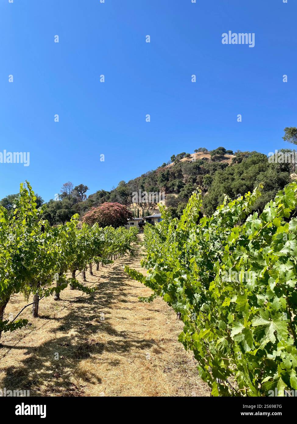 grape vines - Smartphone Captured Stock Image