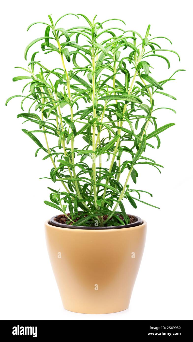 Rosemary pot plant isolated on white background. File contains clipping ...