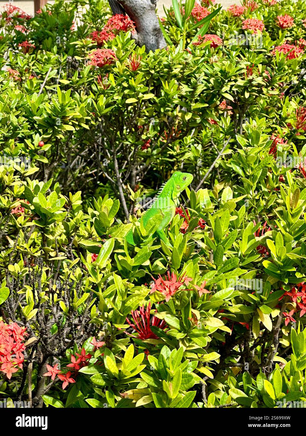 Camouflage Iguana - Smartphone Captured Stock Image