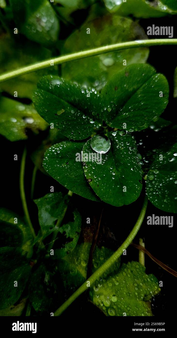 Rain drops on green plants on late summer days - Smartphone Captured Stock Image