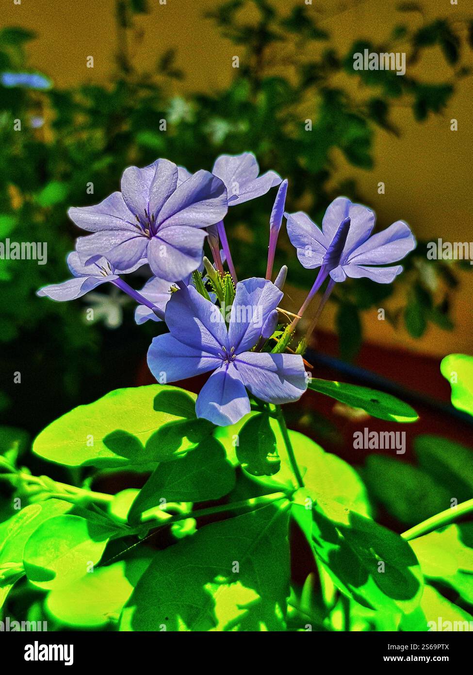 Plumbago auriculata, or Cape leadwort, is a fast-growing,evergreen ...