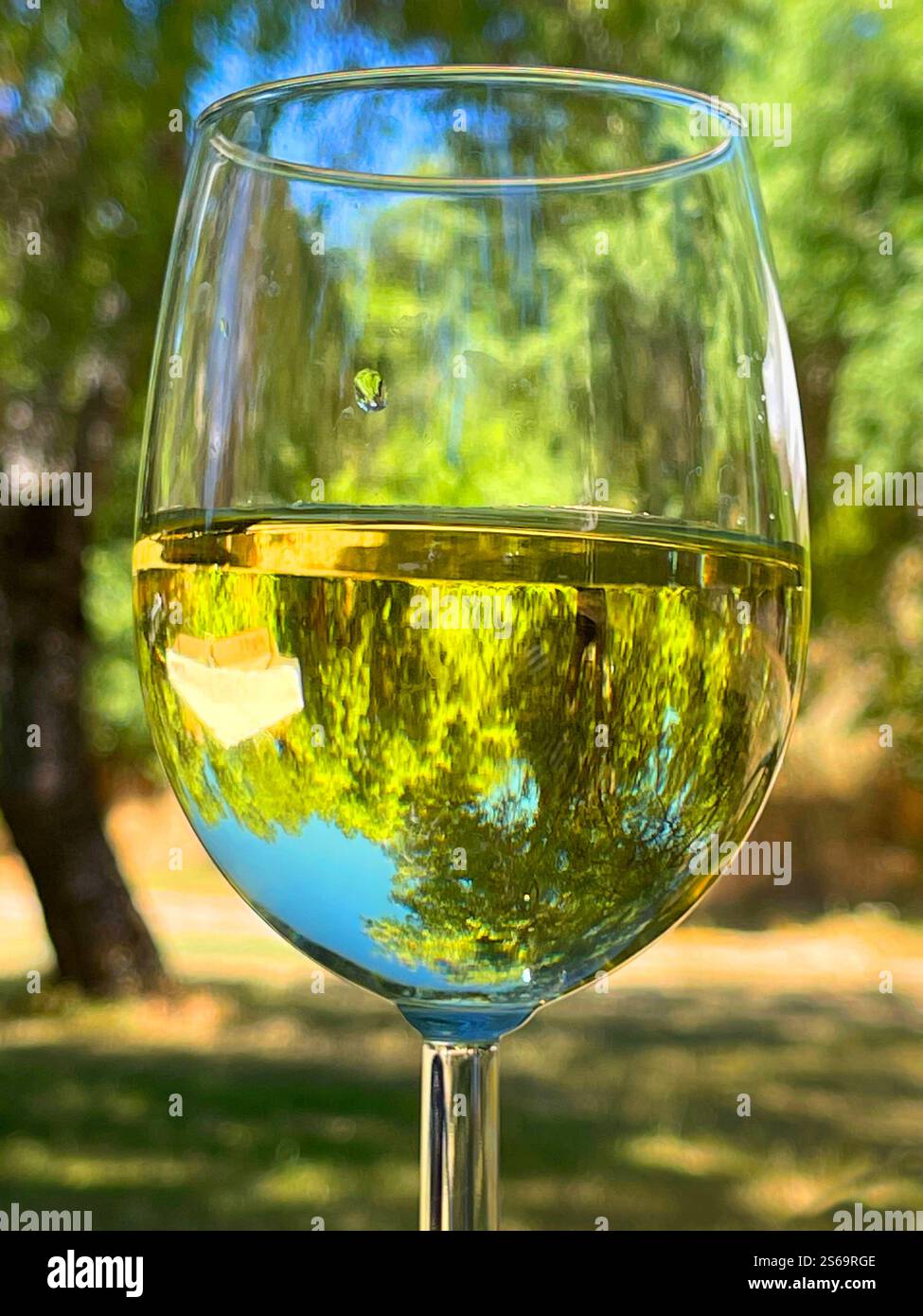 Glass of white wine. - Smartphone Captured Stock Image