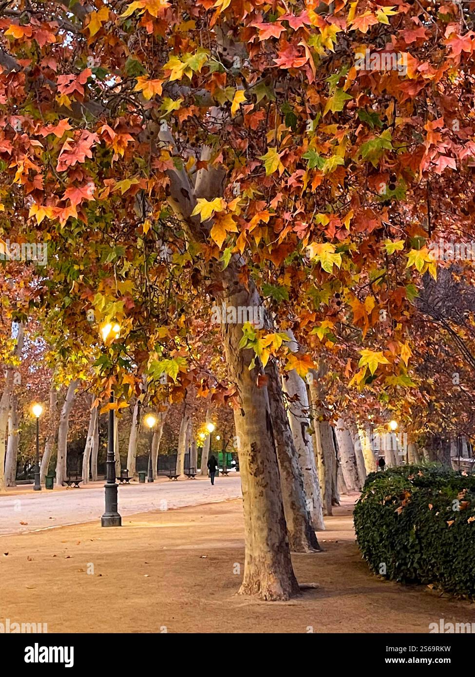 Autumn landscape. El Retiro park, Madrid, Spain. - Smartphone Captured Stock Image