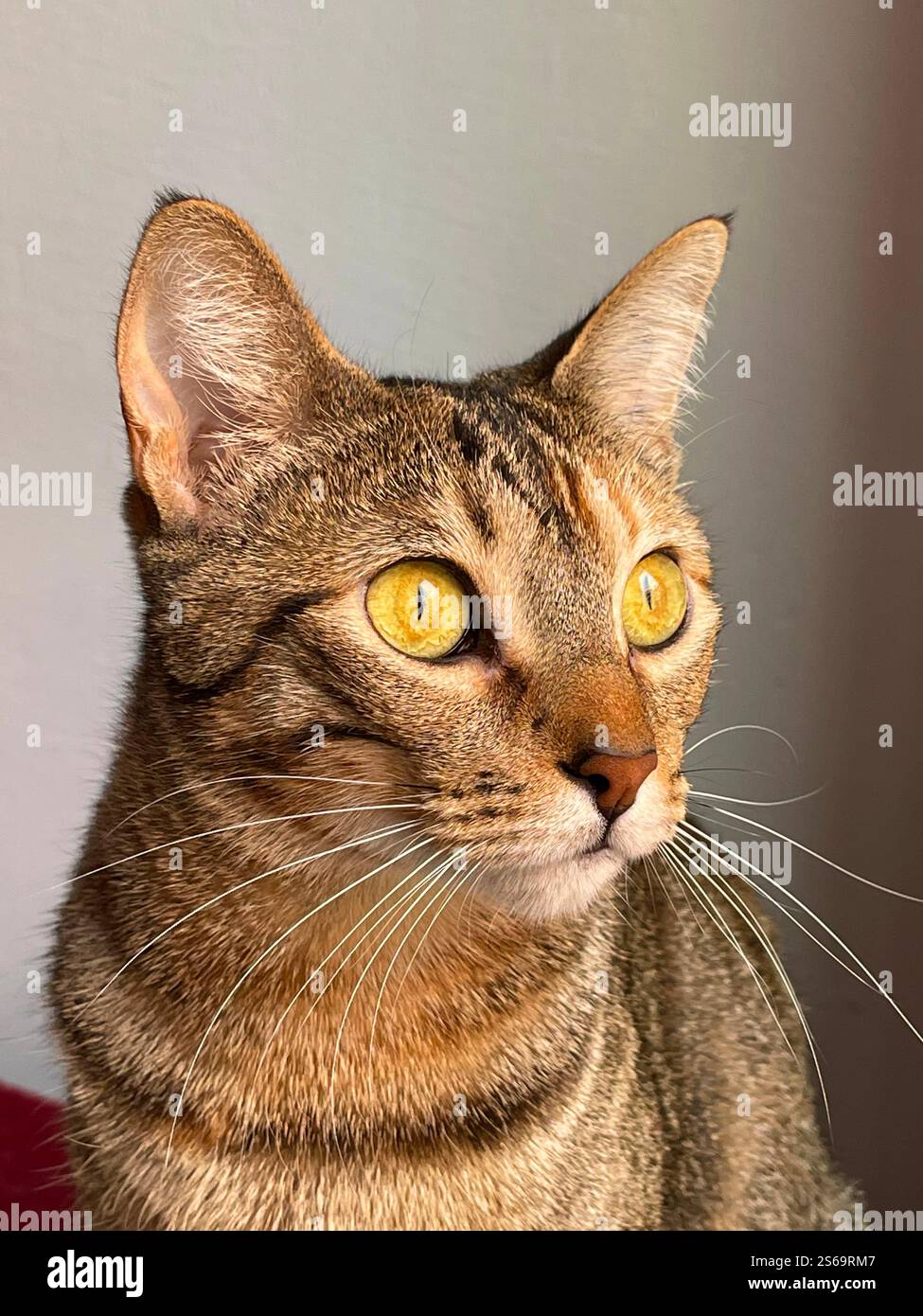 Portrait of beautiful tabby cat. - Smartphone Captured Stock Image