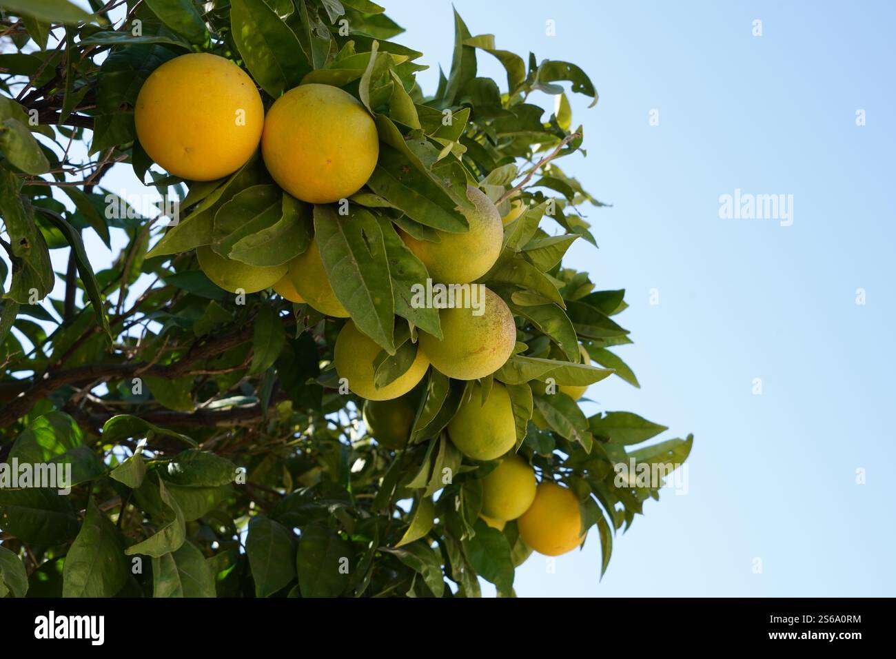 Close up orange ripening on hi-res stock photography and images - Alamy